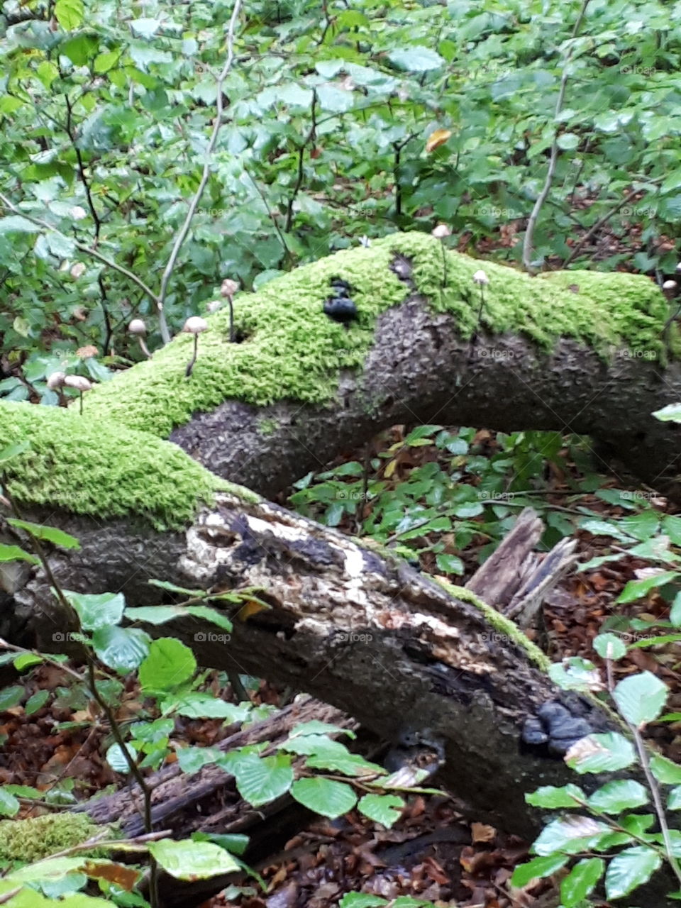 skov - skovbund - blade - jord - svampe - træstamme - efterår