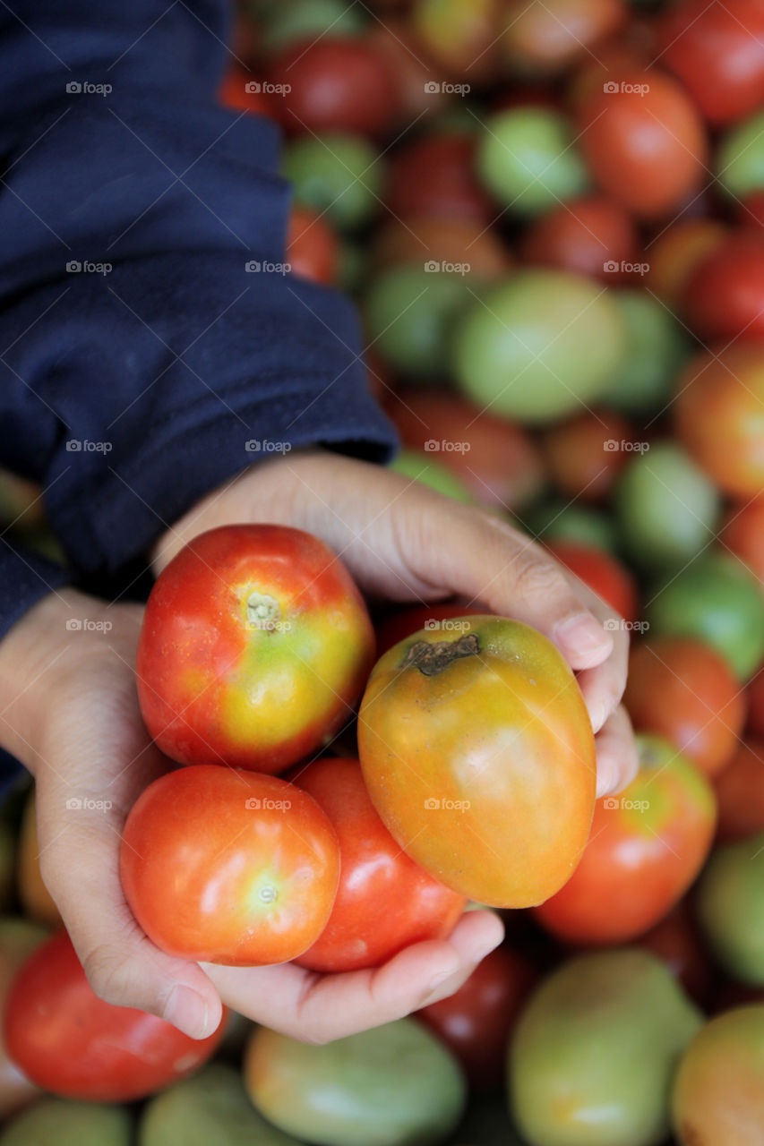 tomato in my hand