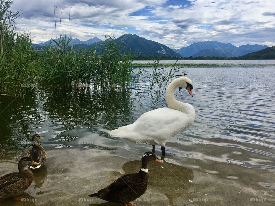 Swan on the lake Alserio