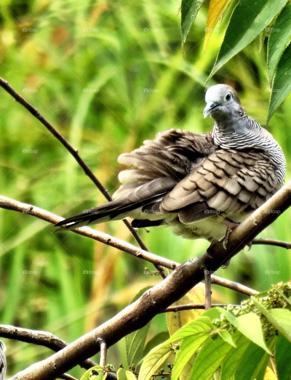 Zebra Dove shows its beauty