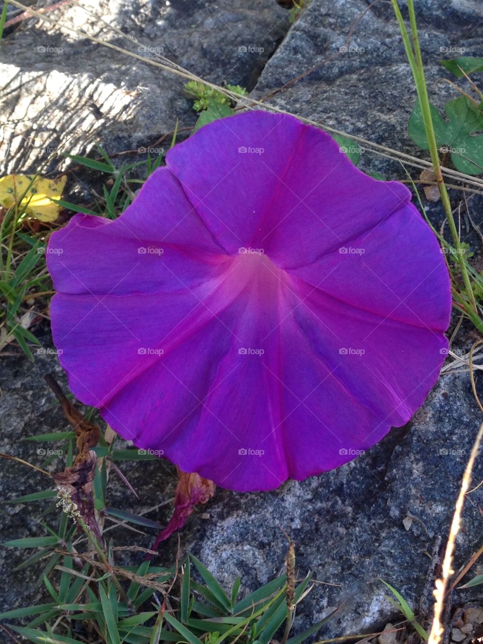 Look this flower,how beautiful it is,I find it in the street and it us alive,like I can't take it out ,so I take a picture of it 😁