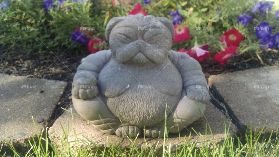Buddha Pug