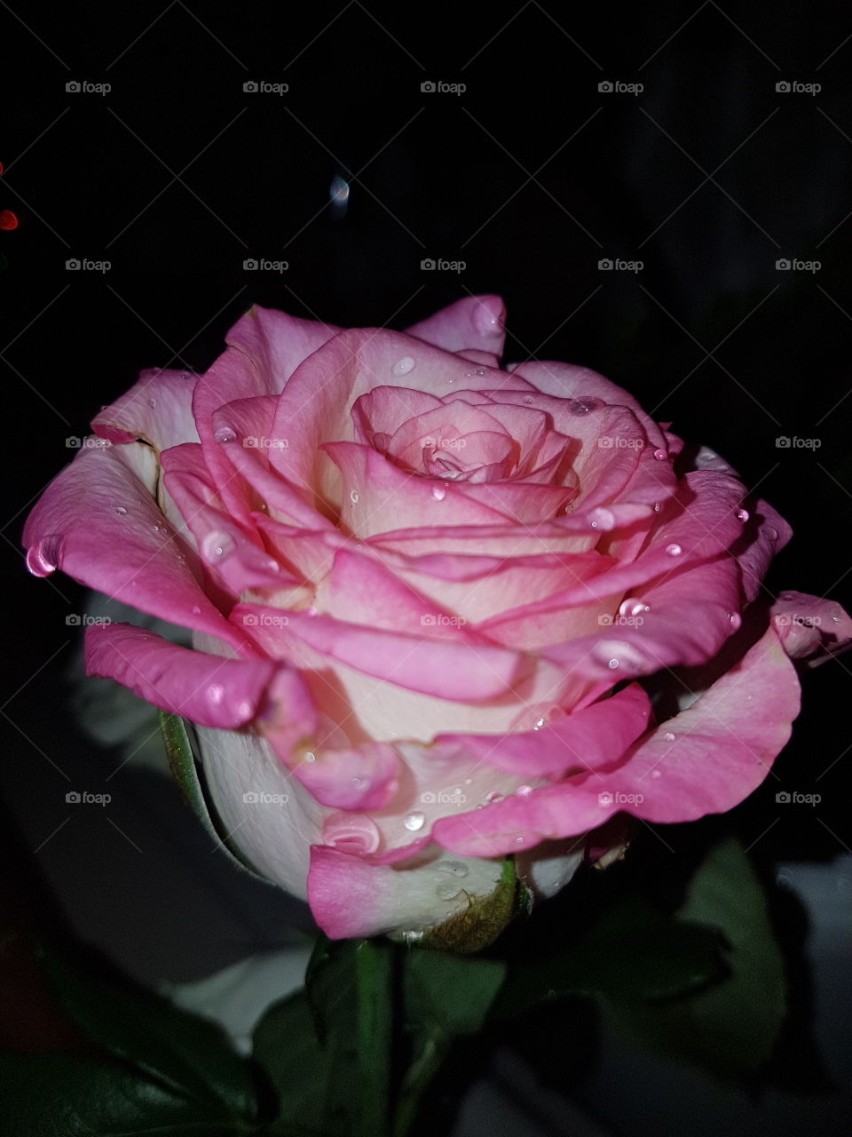 Pretty Pink and White Rose