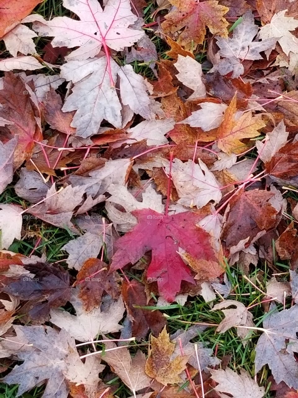Fall leaves
