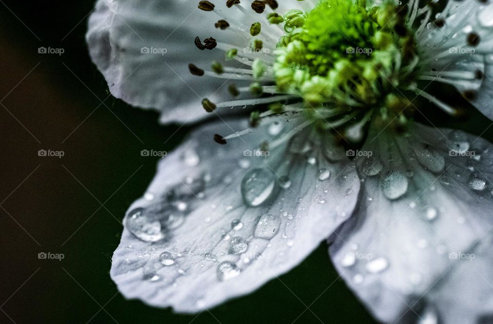 Spring apple flower close up with water drops 