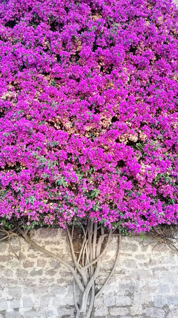 purple flowers blooming on the wall