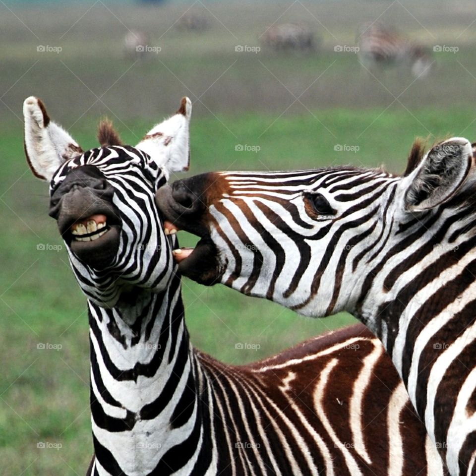 Zebra fight. Two young zebras fighting