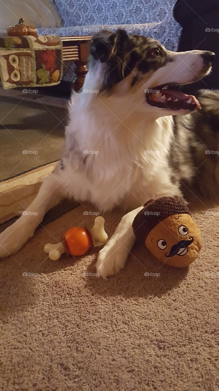McGee with his Barkbox toys