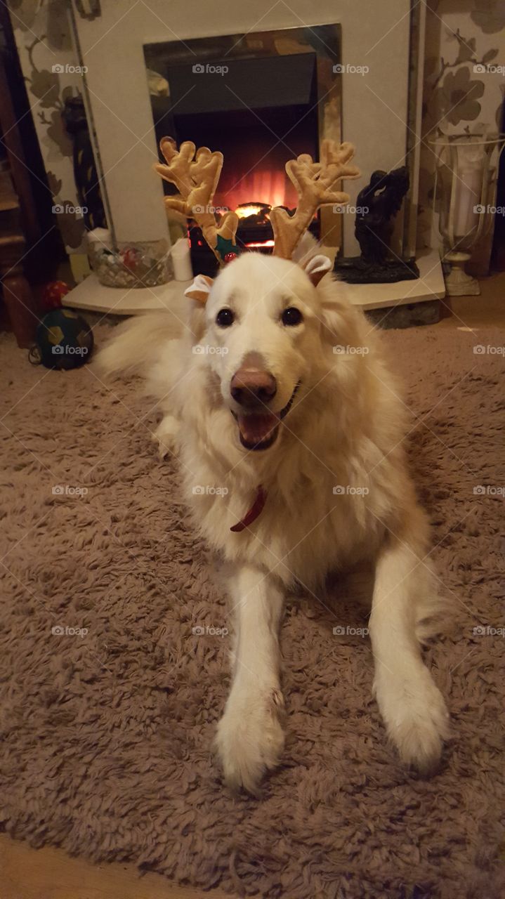 Christmas dog