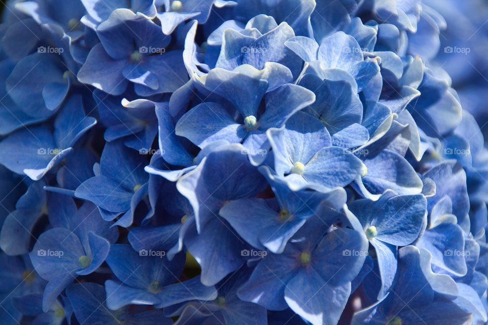 blue hydrangea flower