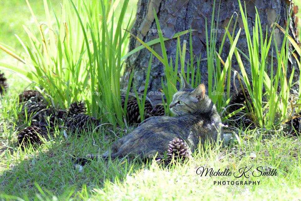 Lounging Cat in the Peaceful Day