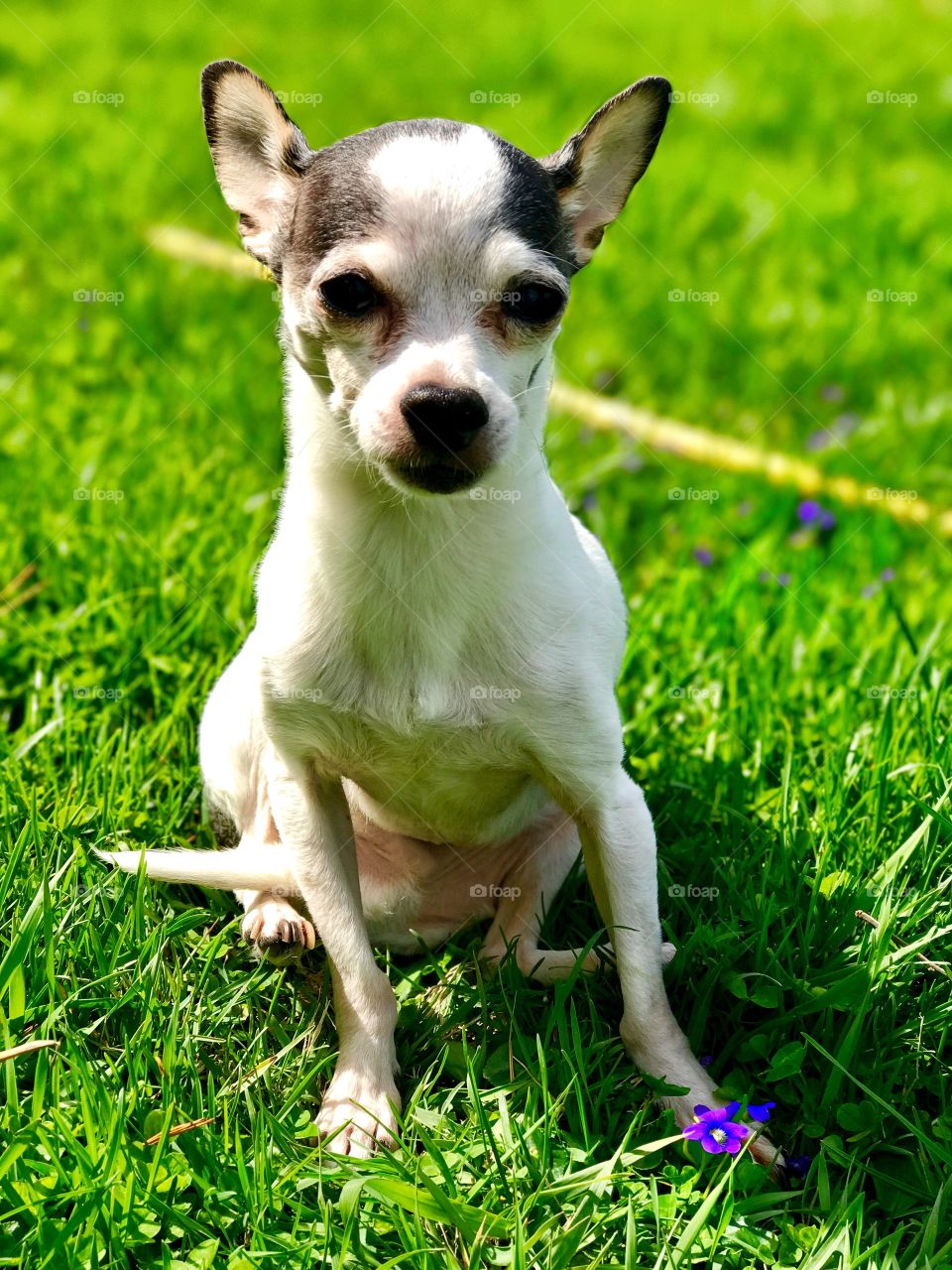 Spoiled chihuahua dog of mine enjoying the Indiana spring. 