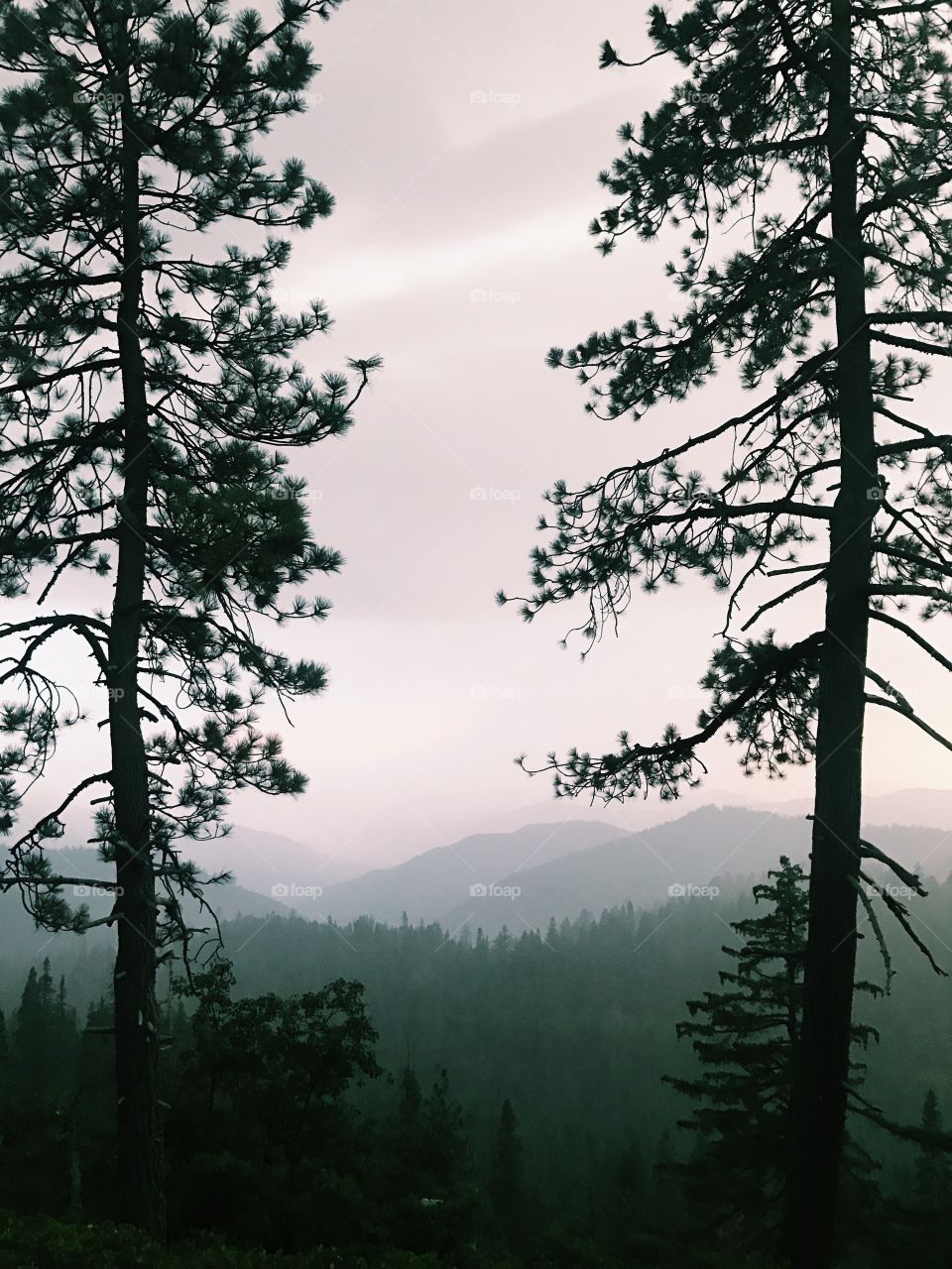 sequoia national park • ca