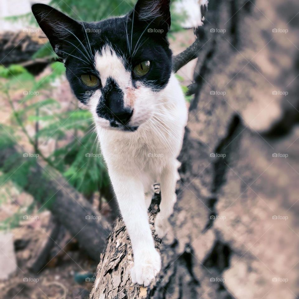 Black white Cat