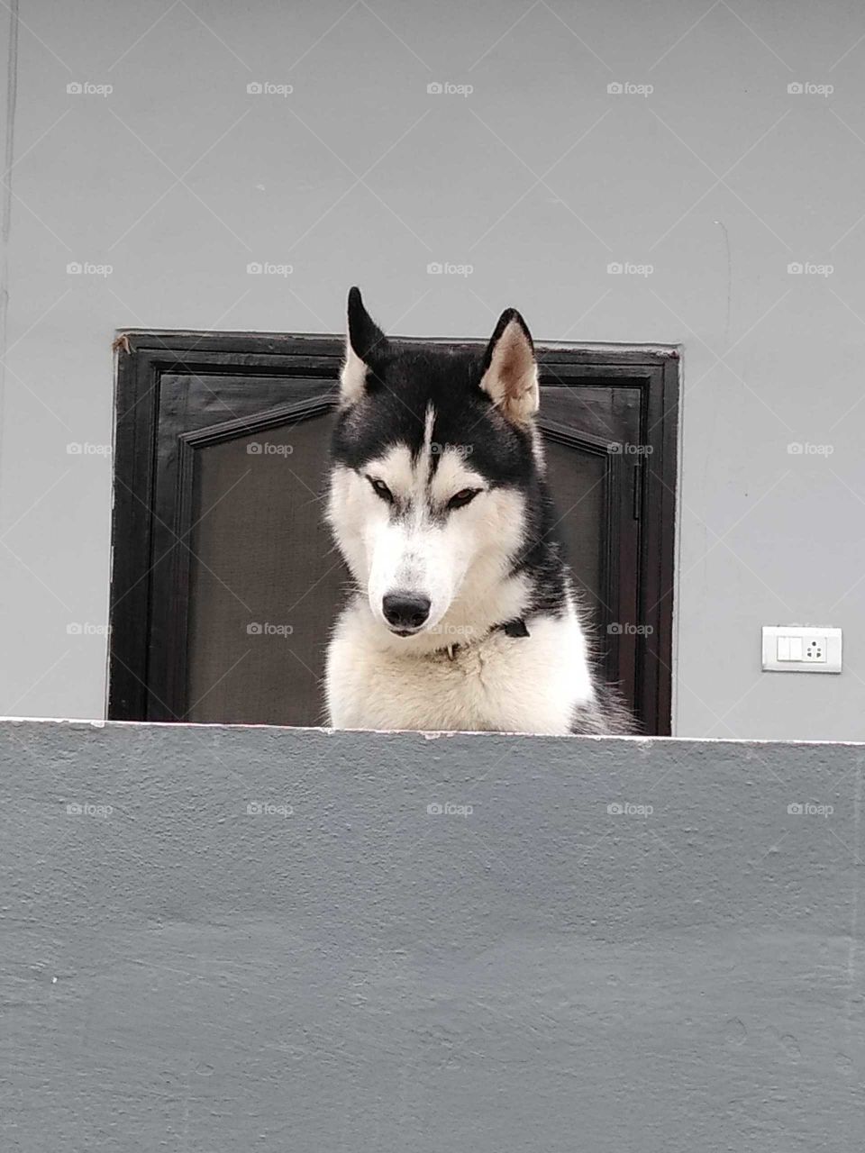 a dog looking out of the wall