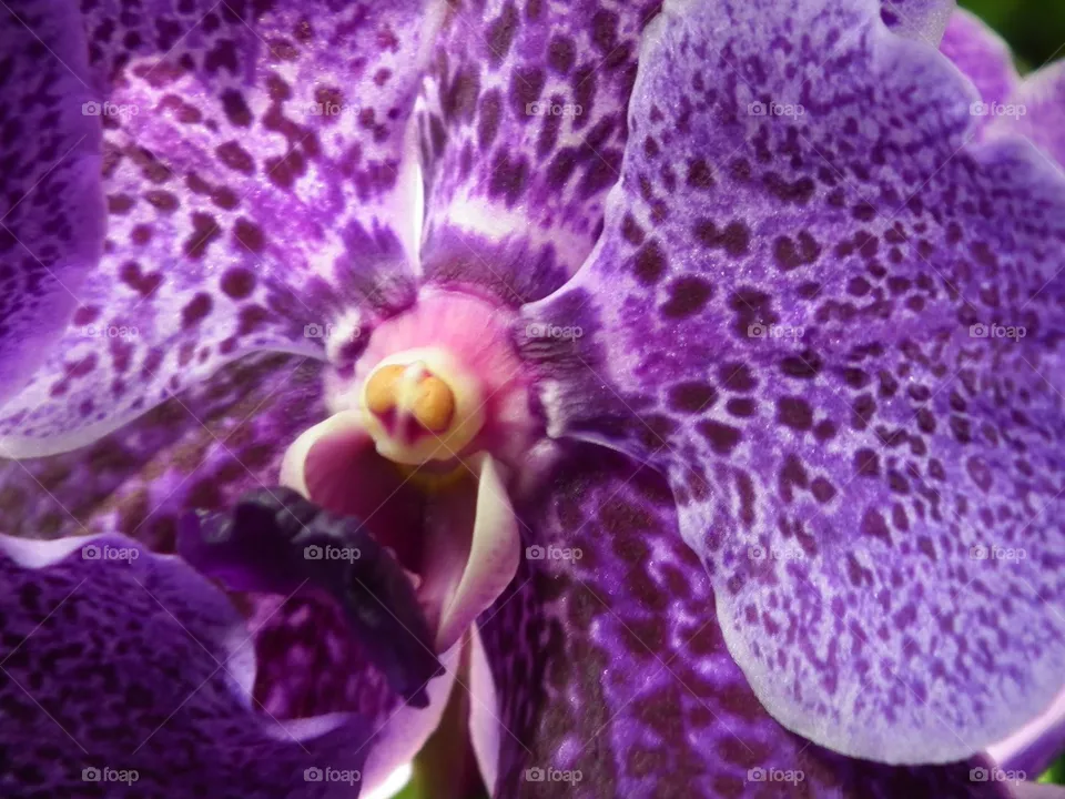 orchid