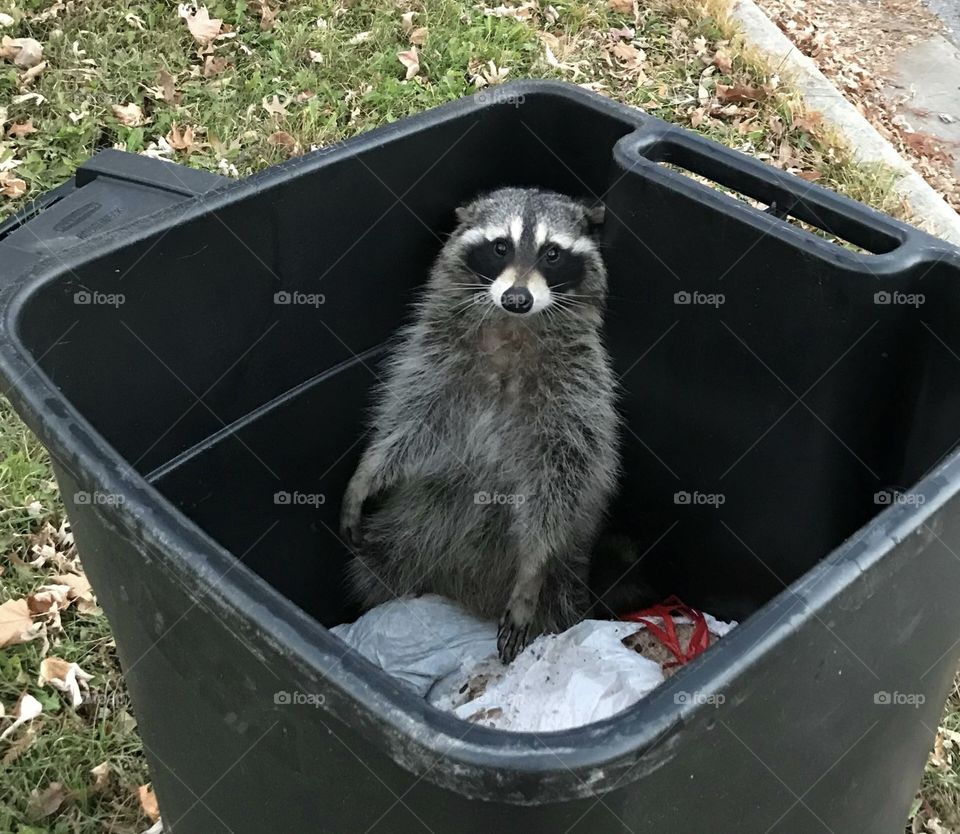 Racoon playing in a dumpster
