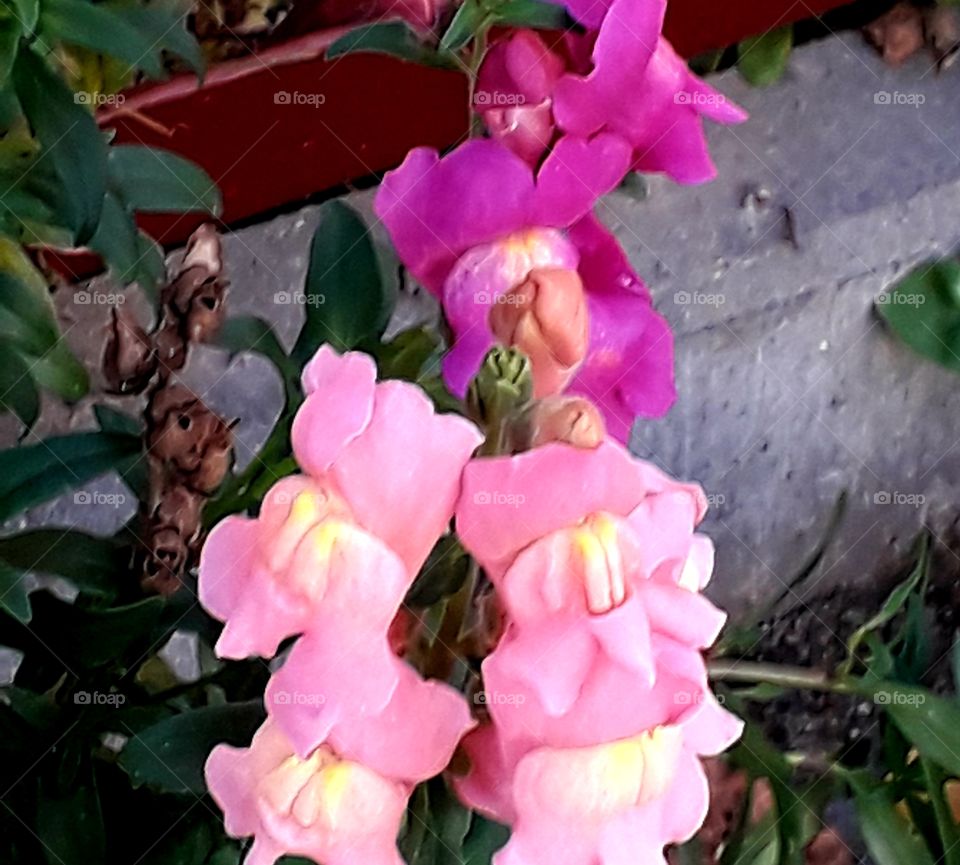 walk at golden hour - pink and magenta gillyflower