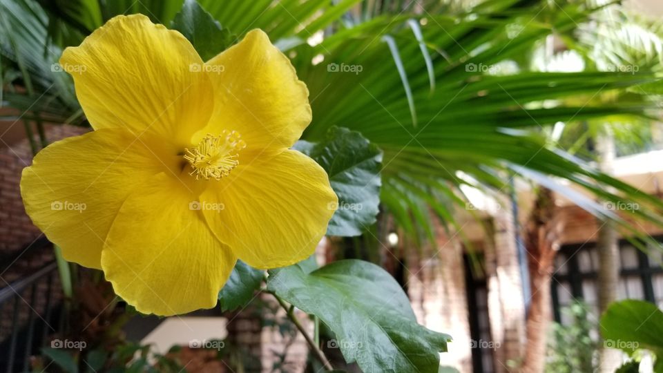 A yellow hibiscus in full bloom in a patio garden.