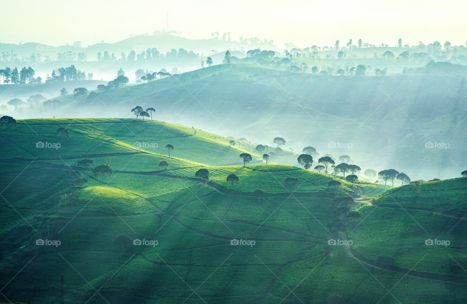 The fresh green of the tea plantations and the white mist of the morning give a beautiful color to behold