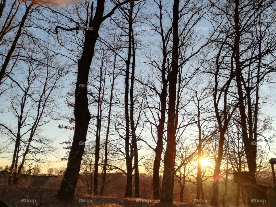Sunset through the trees