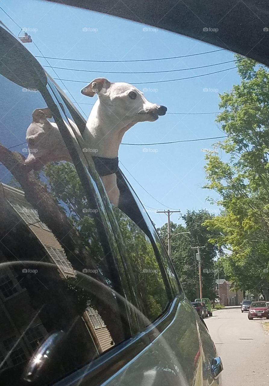 Summer activities in the USA. Taking my dog for a ride, he's so excited until he hold his head out the window.