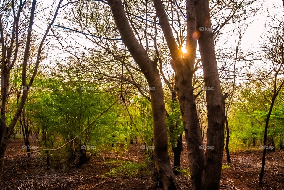 View of forest