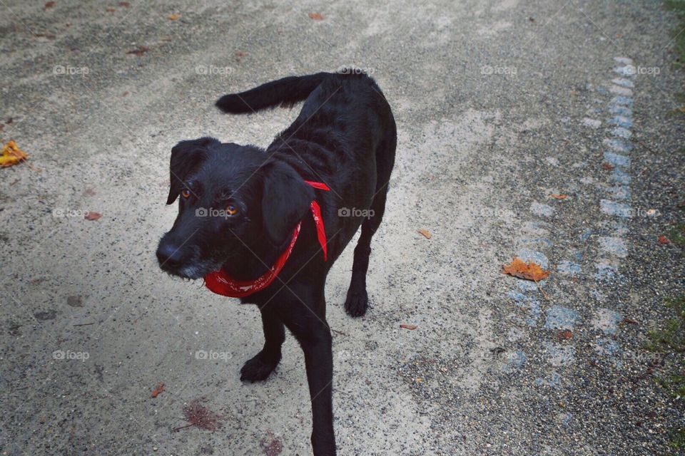 Curious black dog with a bandana waiting on a bike path