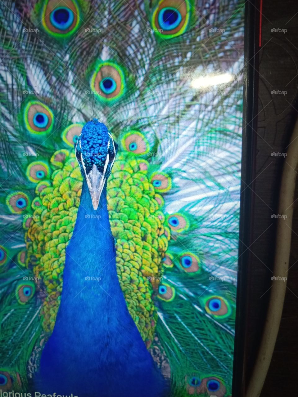 beautiful Blue Peacock