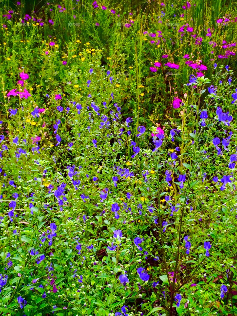 Colorful weeds