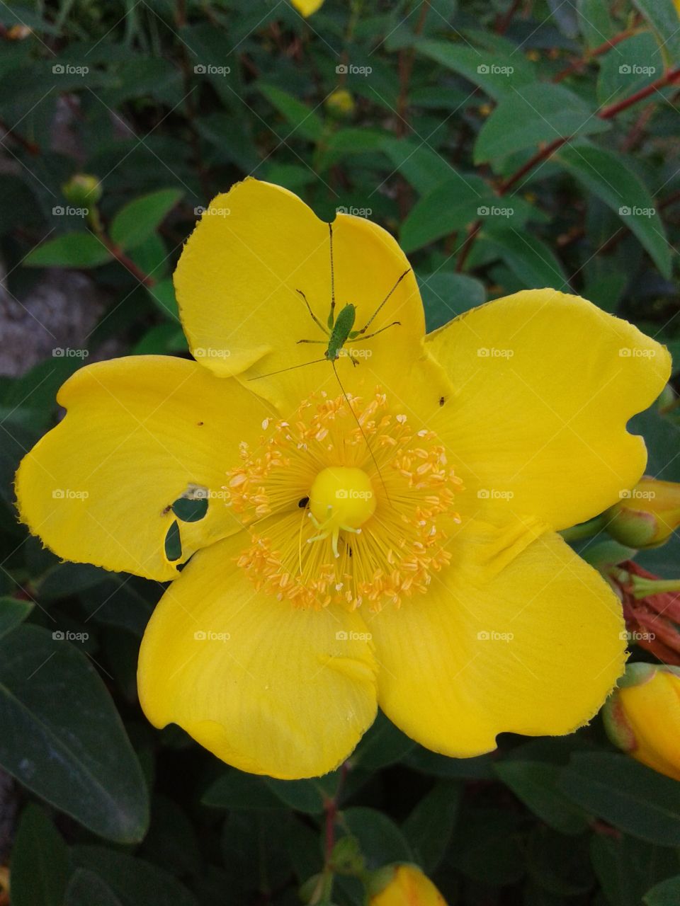 flower