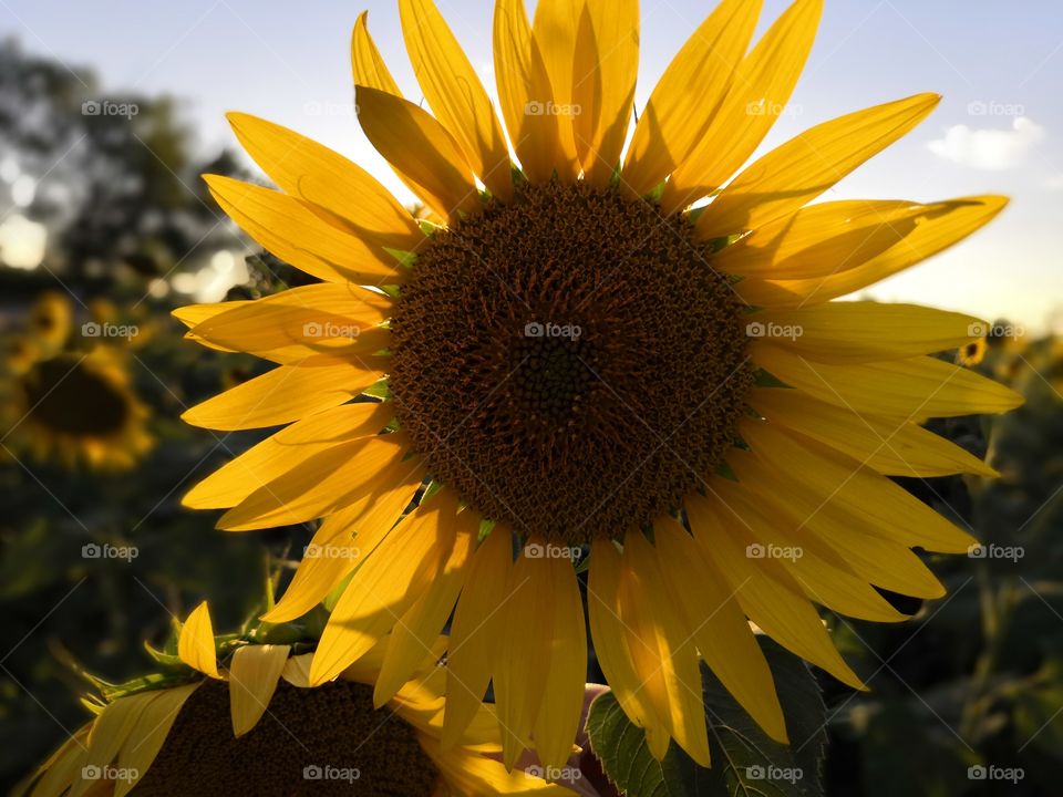 Sunflower field