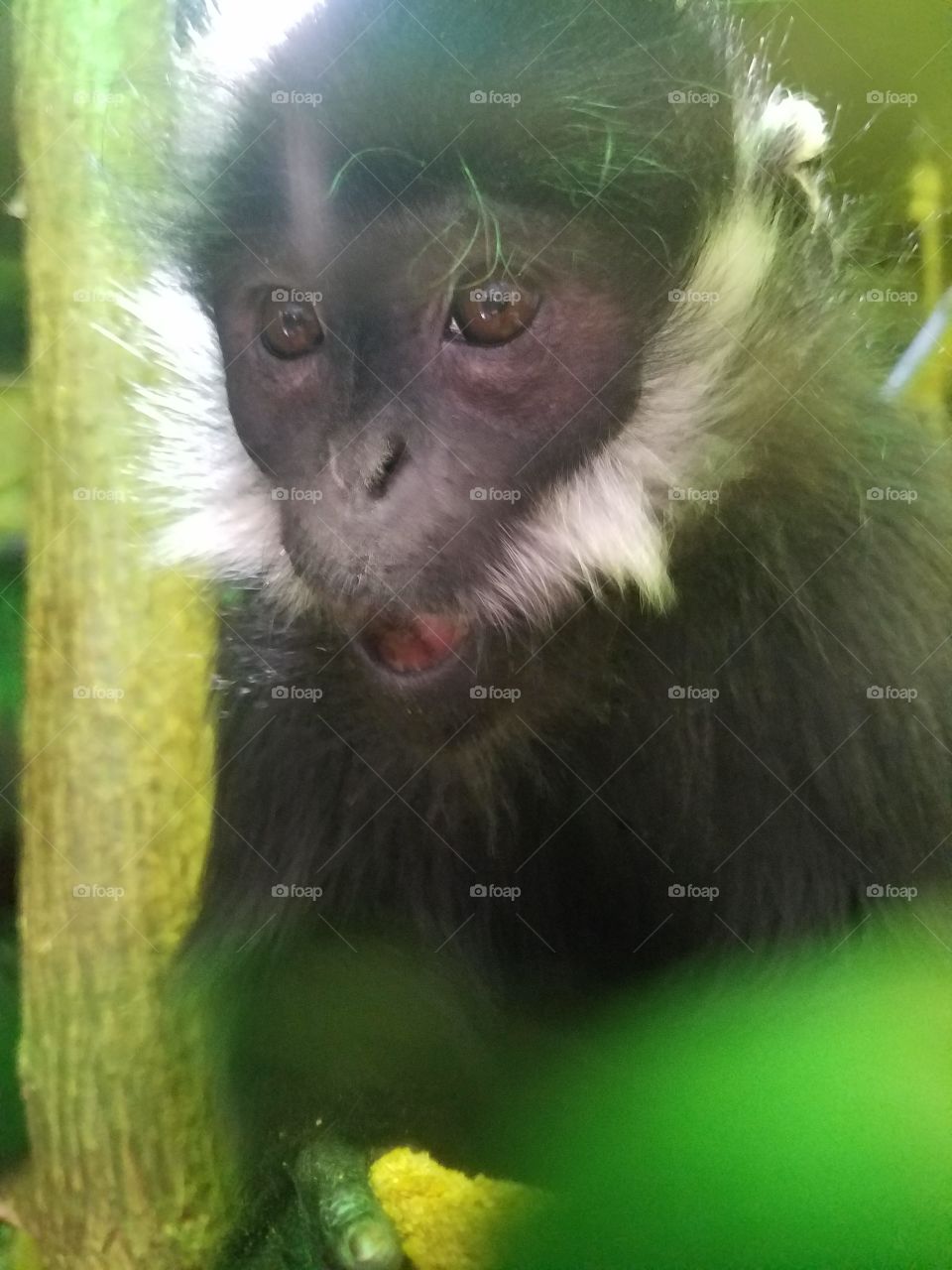 Francois Langur's Reaction To Its Picture