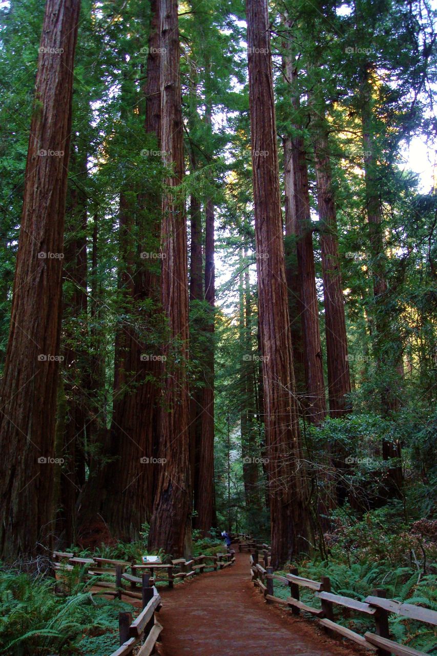 redwood