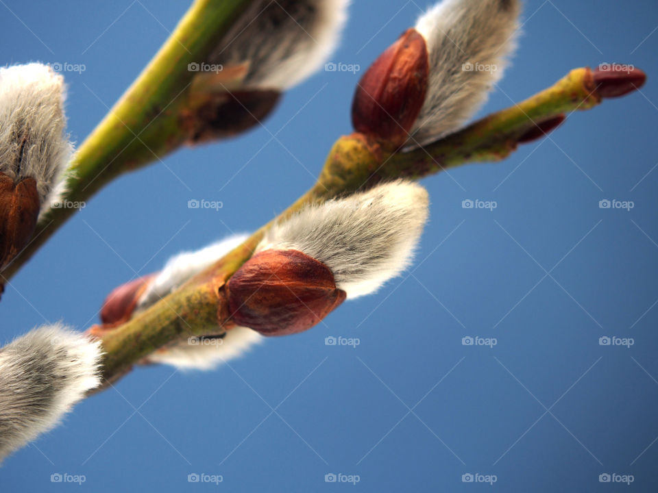 Blooming fluffy willow flowers.  Photo on a blue background.