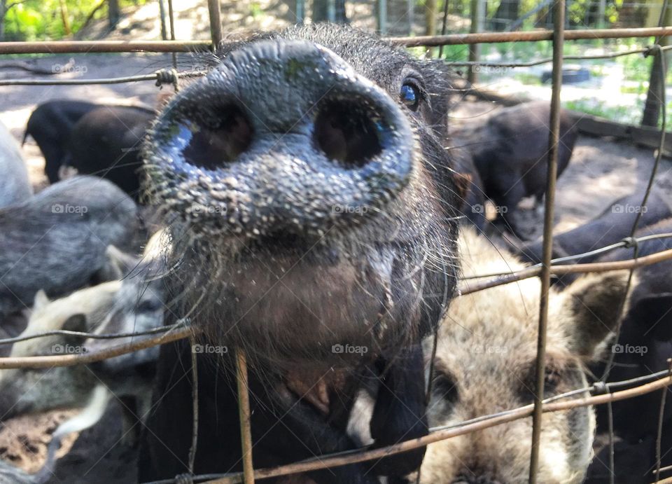Pig snout in a pen poking its snout through the fence