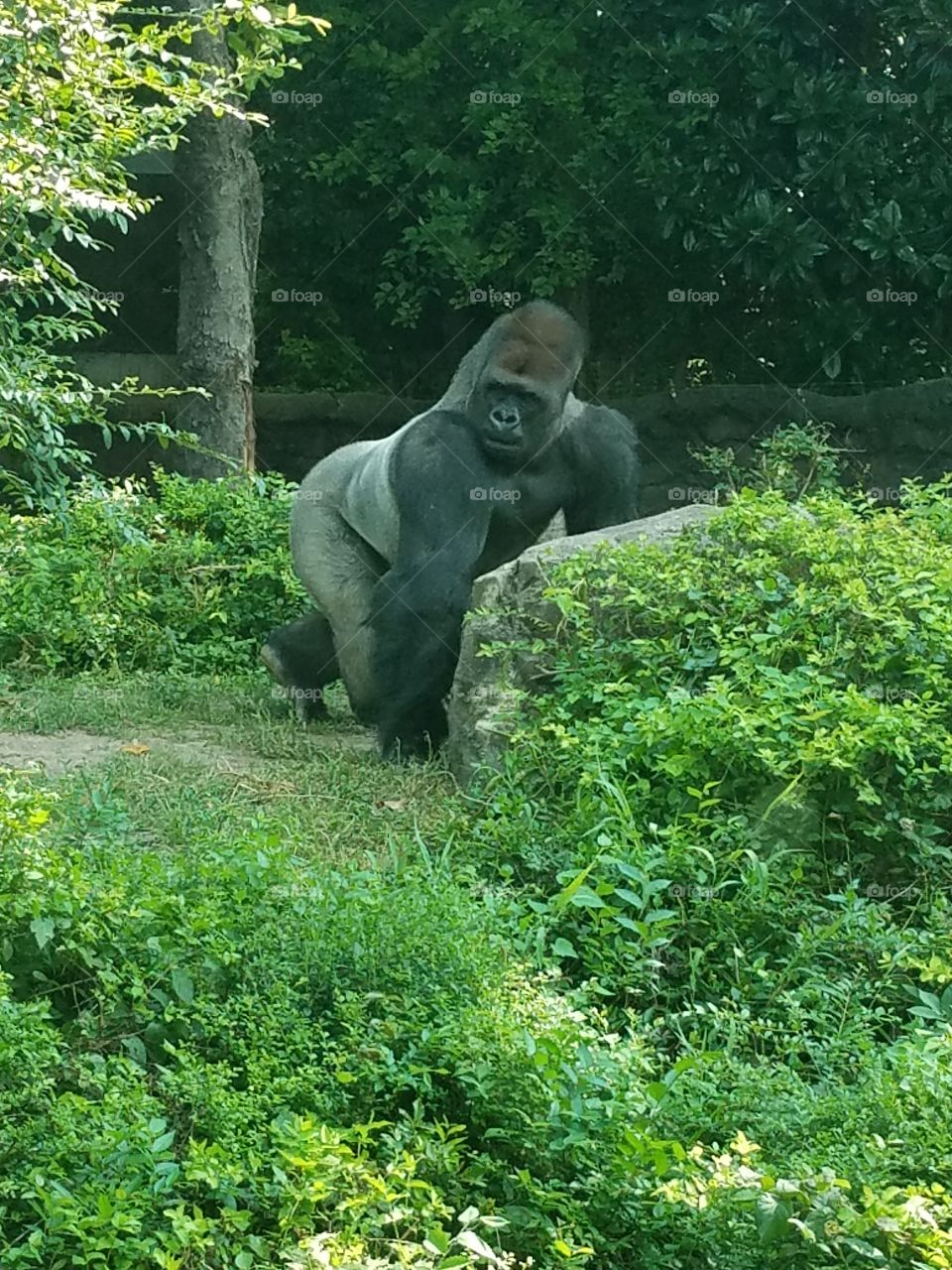 zoo gorilla