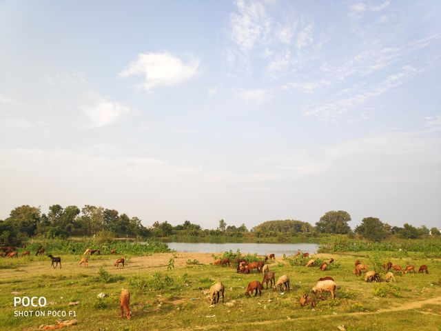water pond , Sheep