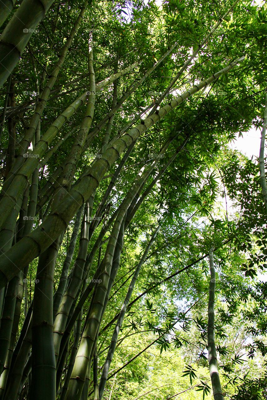 Bamboo forest 