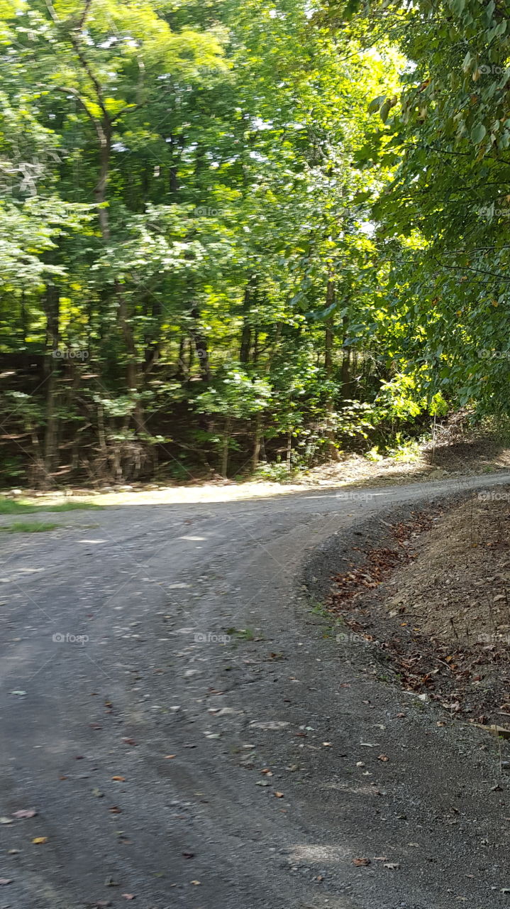 quiet road in woods