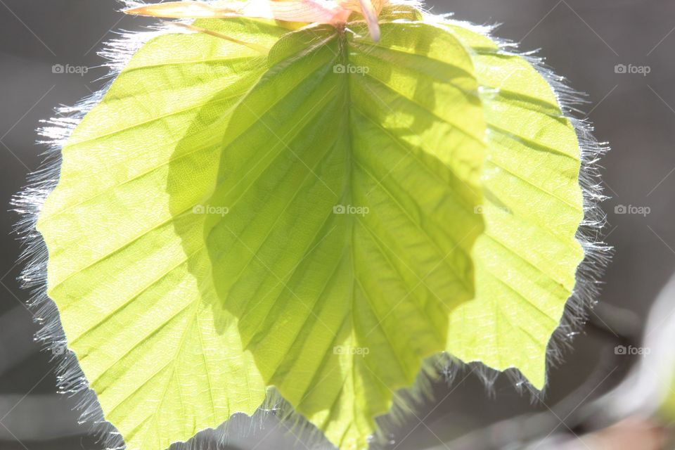 Green spring leaf