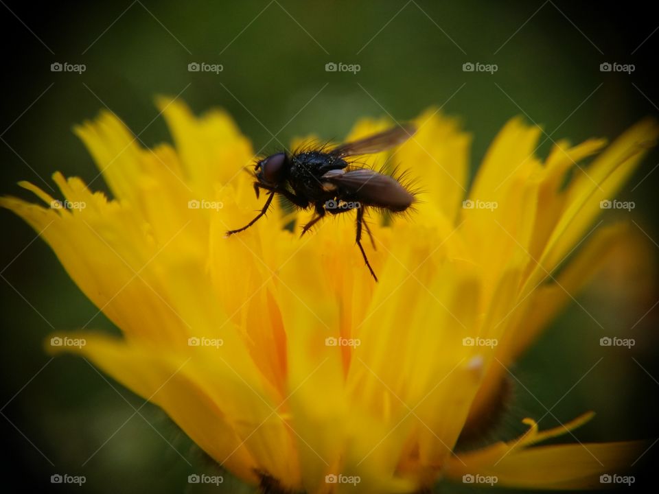 Fly pollinating flower