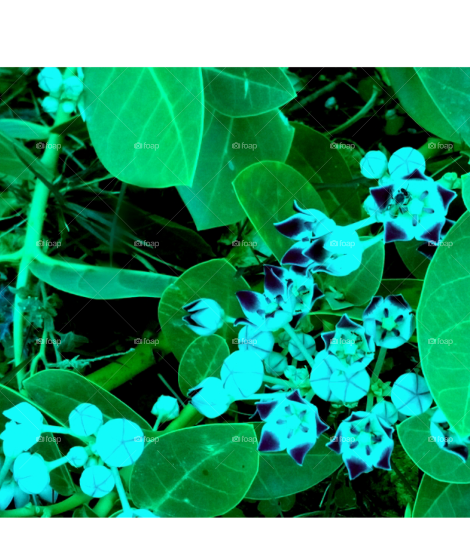 Indian flower plants