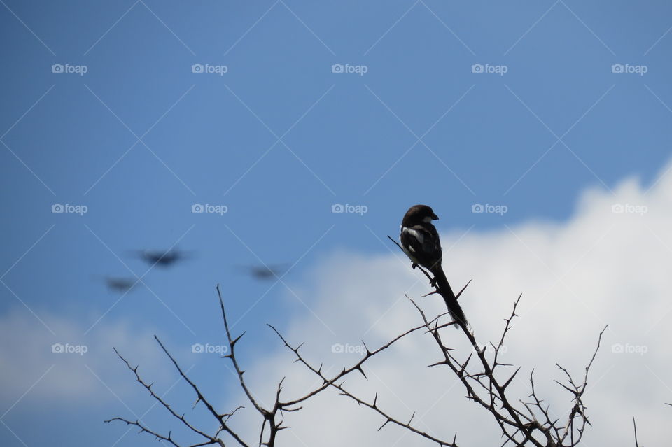 Bird with airplanes in the background