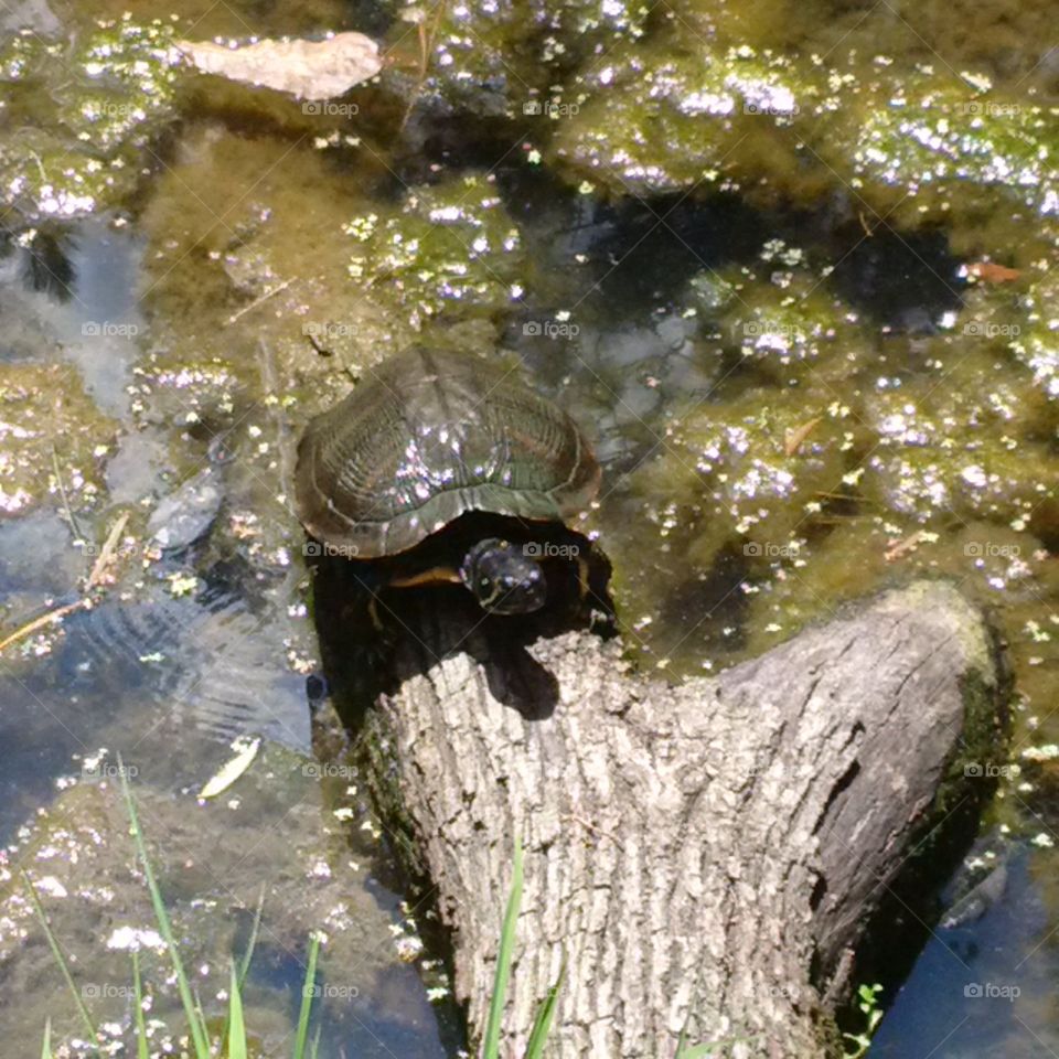 turtle. turtle at the Atlanta zoo