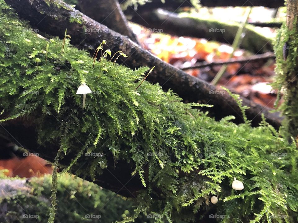 Mushrooms and moss in forest