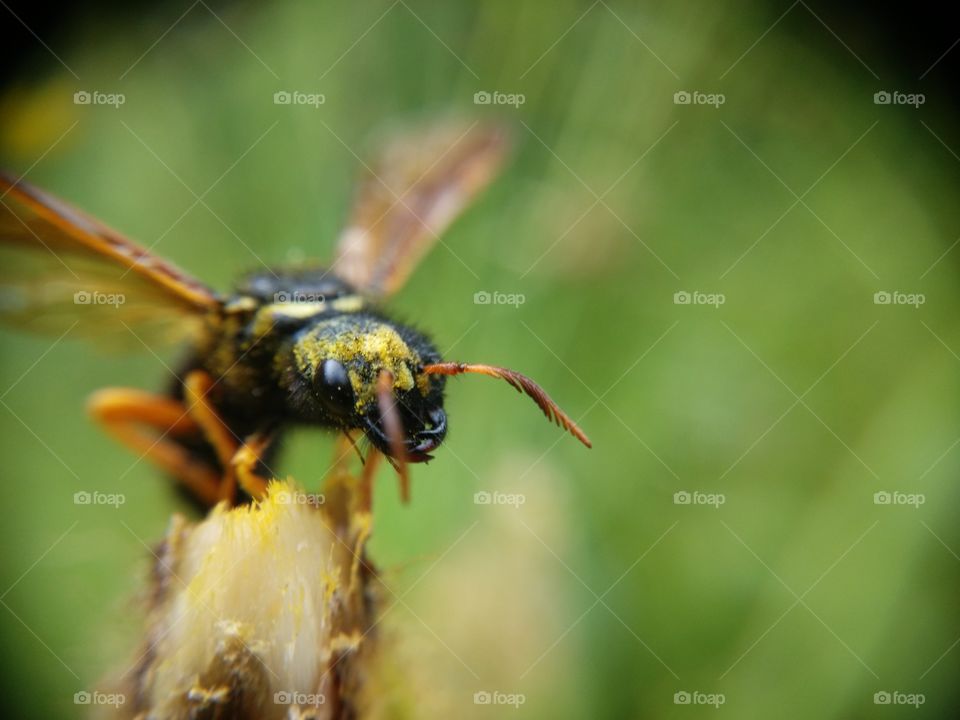 Close-up of wasp