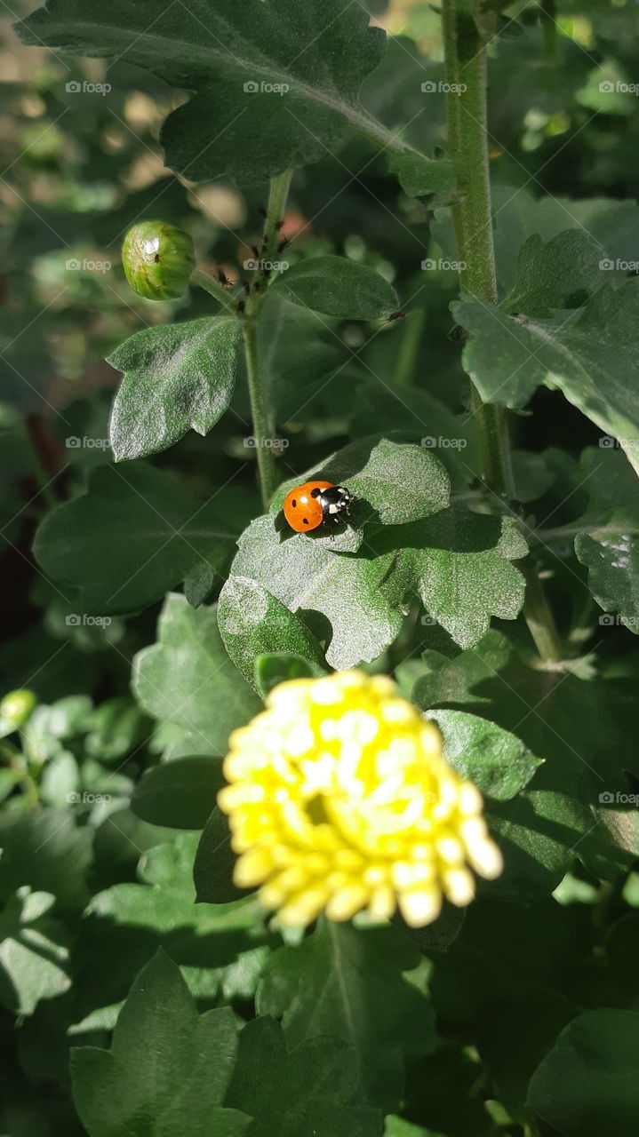 Photo ladybug on leaf