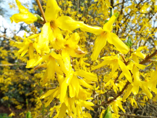 Wild yellow flowers