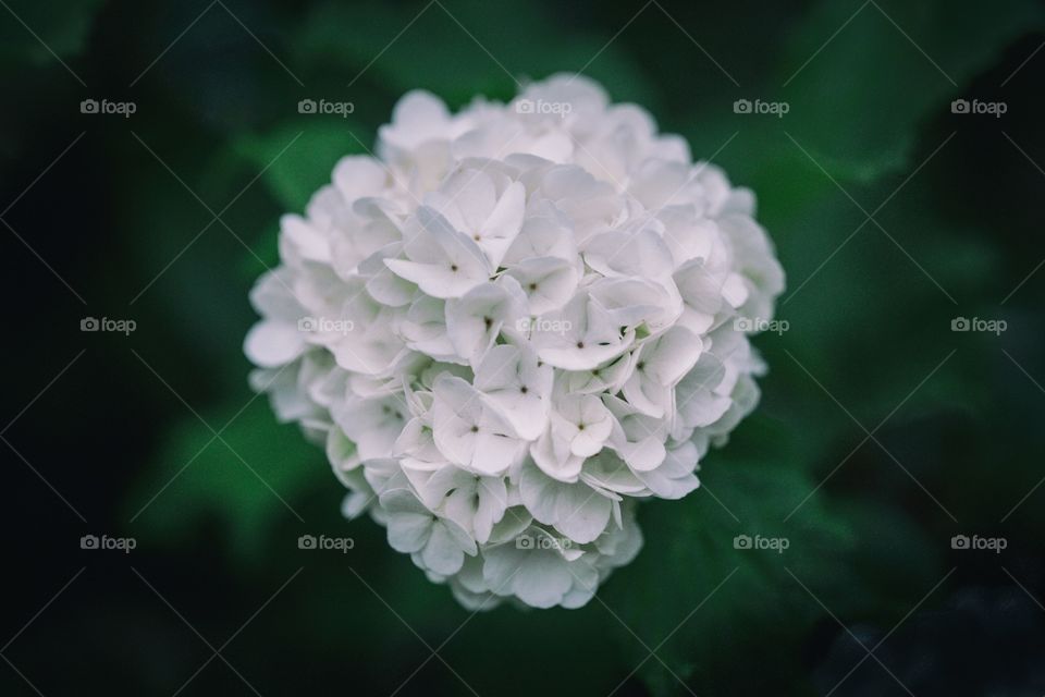 Snowball Viburnum Blossom